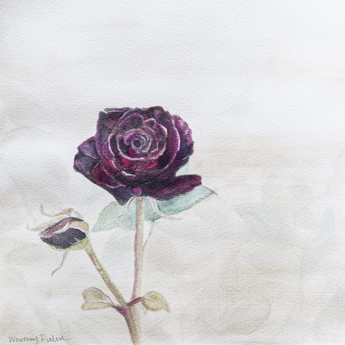 Baccarat Rose Watercolor